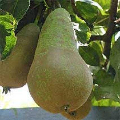  Lei-peer (Pyrus Communis 'Conference')