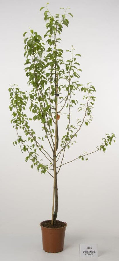  Perenboom (Pyrus Communis 'Doyenne Du Comice')