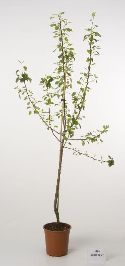  Perenboom (Pyrus Communis 'Saint Remy')