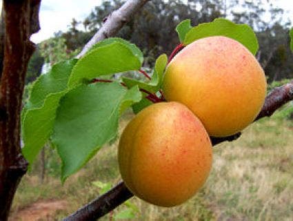  Abrikozenboom (Prunus Armeniaca 'Hongaarse')