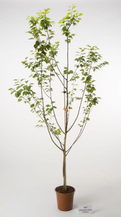  Abrikozenboom (Prunus Armeniaca 'Hongaarse')