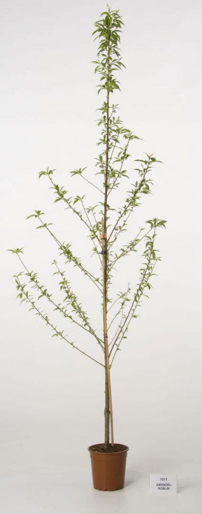  Amandelboom (Prunus Dulcis)