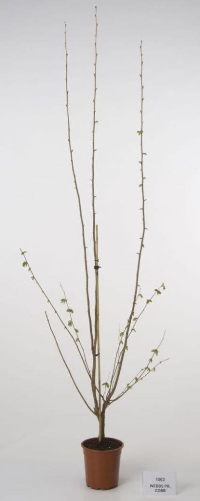  Hazelaar/Hazelnoot (Corylus Avellana 'Webb's Prize Cob')