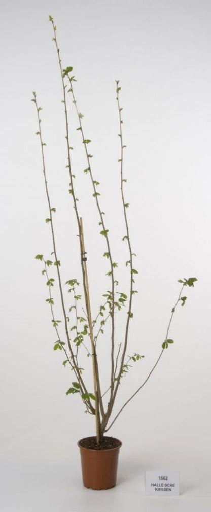  Hazelaar/Hazelnoot (Corylus Avellana 'Webb's Prize Cob')