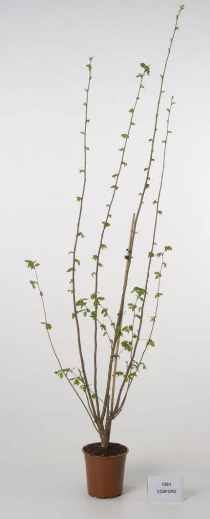  Hazelaar/Hazelnoot (Corylus Avellana 'Webb's Prize Cob')