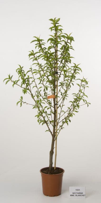  Nectarine (Prunus Persica Nucipersica)