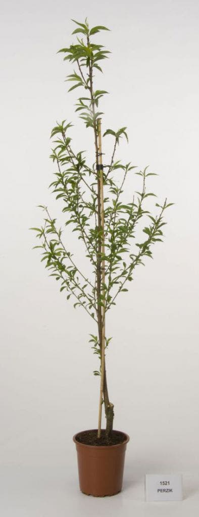 Perzikboom (Prunus Persica)
