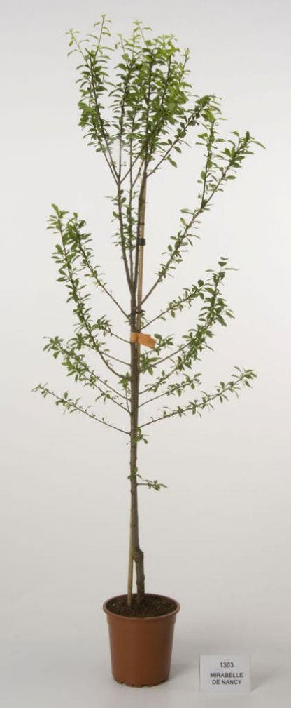  Pruimenboom (Prunus Domestica 'Mirabelle De Nancy')