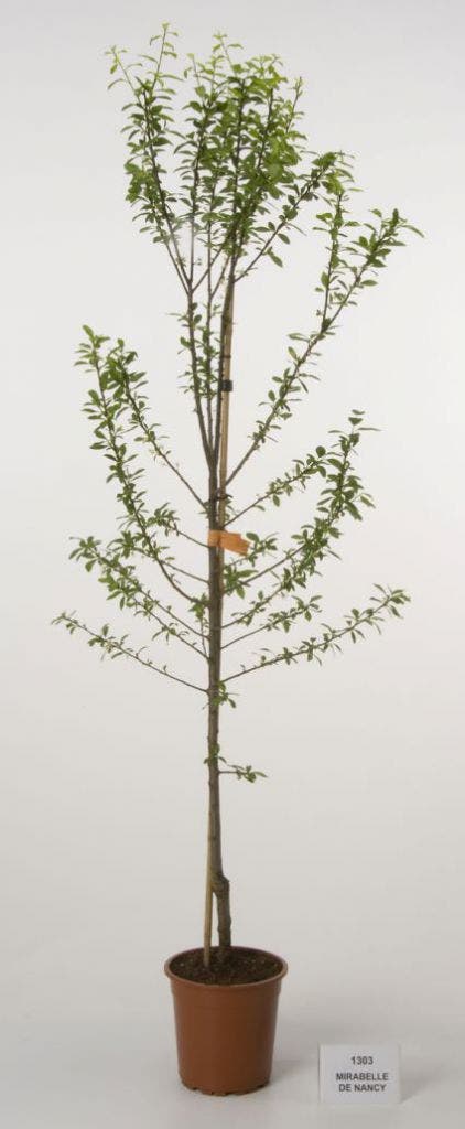  Pruimenboom (Prunus Domestica 'Mirabelle De Nancy')