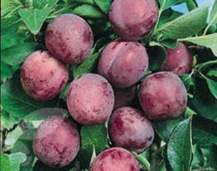  Lei-Pruim (Prunus Domestica 'Opal')