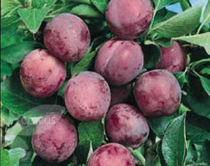  Pruimenboom (Prunus Domestica 'Opal')