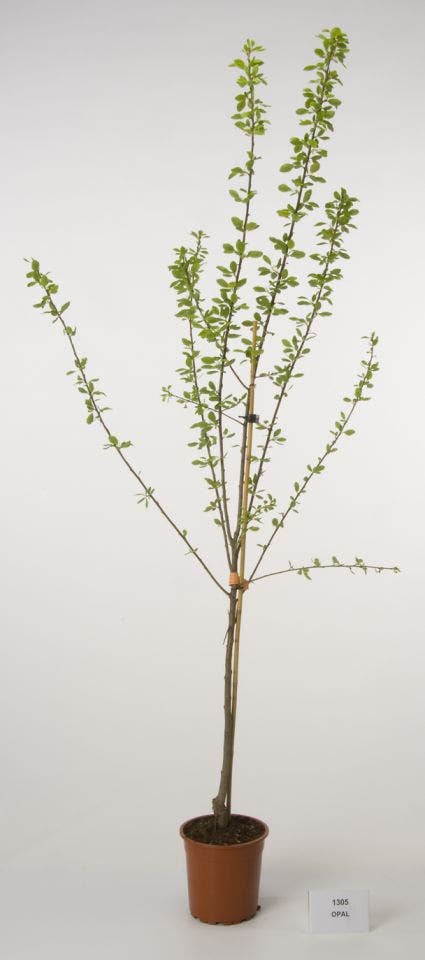  Pruimenboom (Prunus Domestica 'Opal')