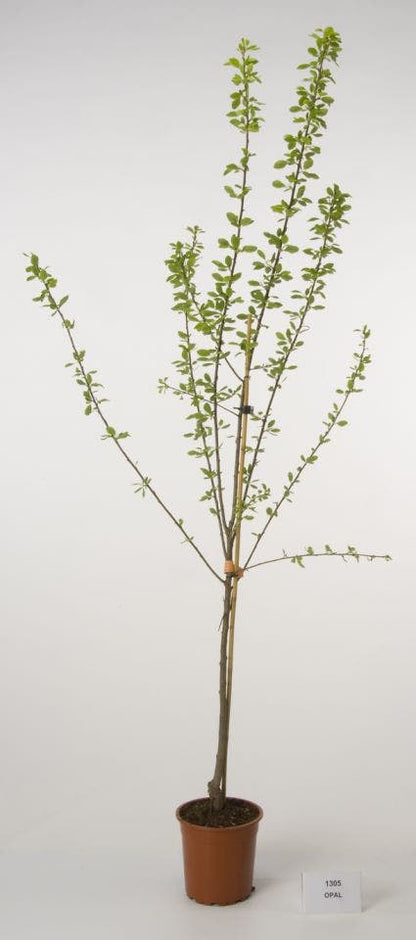  Pruimenboom (Prunus Domestica 'Opal')