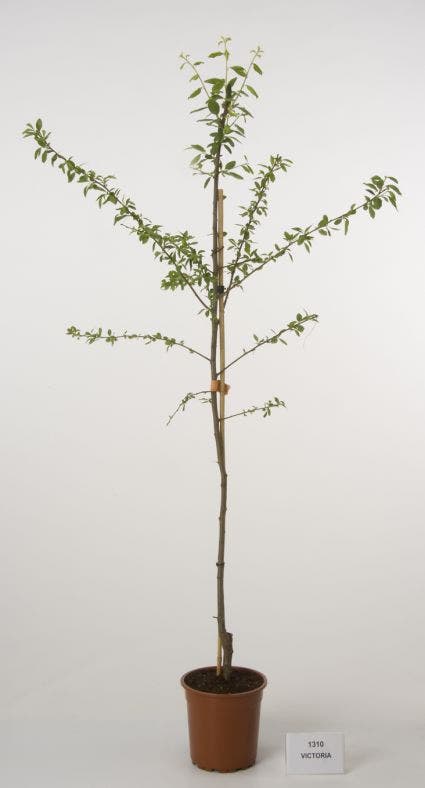  Pruimenboom (Prunus Domestica 'Victoria')
