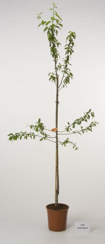  Pruimenboom (Prunus Domestica 'Anna Spath')