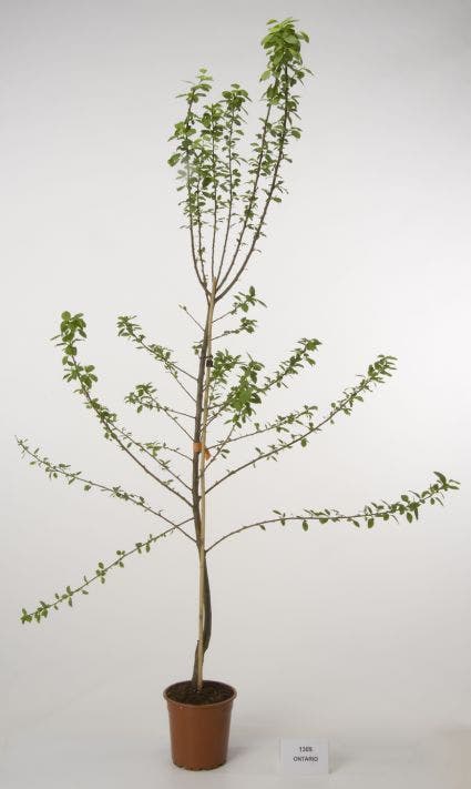  Pruimenboom (Prunus Domestica 'Ontario')