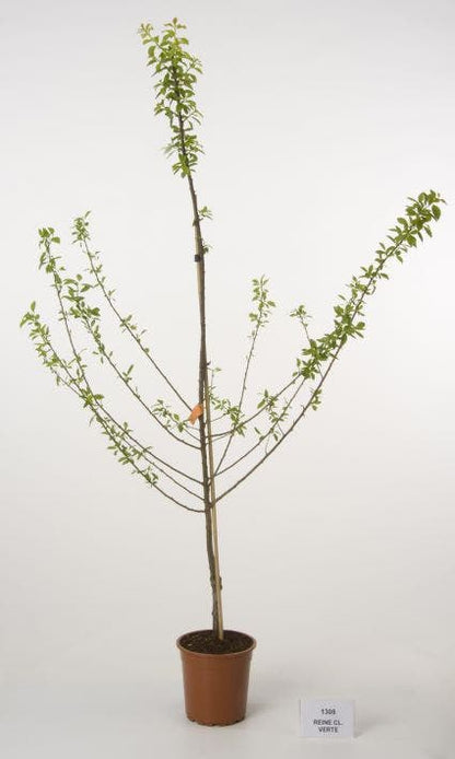  Pruimenboom (Prunus Domestica 'Reine Claude Verte')