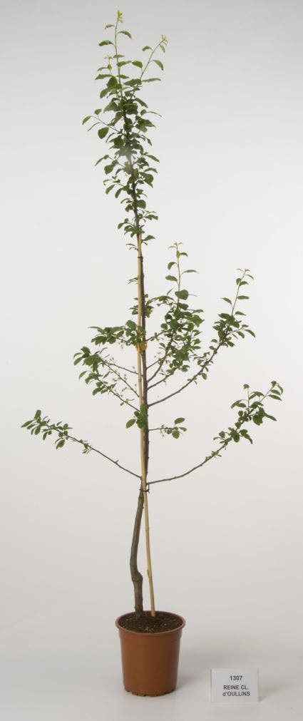  Pruimenboom (Prunus Domestica 'Reine Claude' D'Oullins')