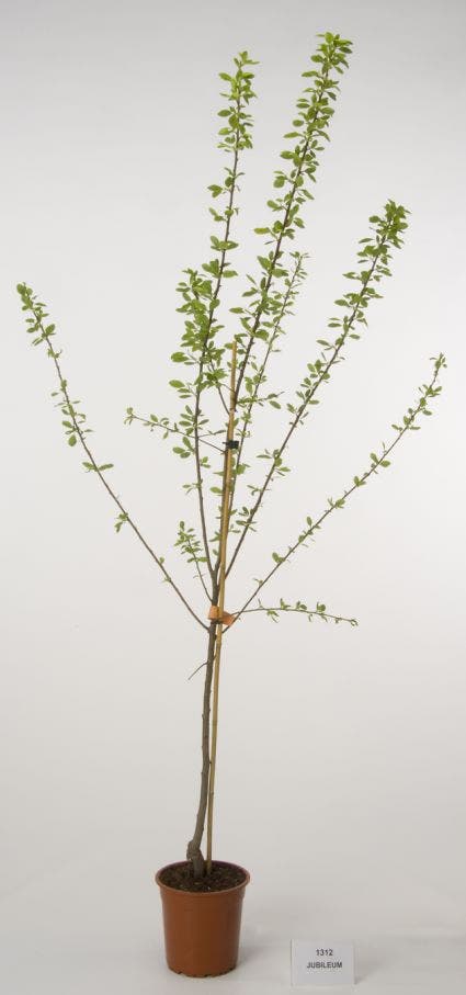  Pruimenboom (Prunus Domestica 'Jubileum')
