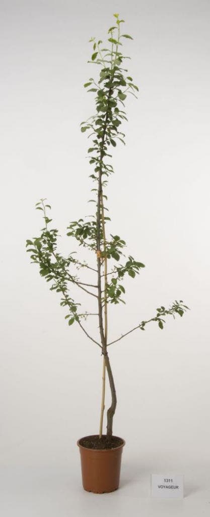  Pruimenboom (Prunus Domestica 'Voyageur')
