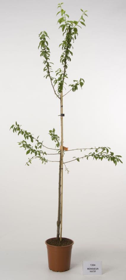  Pruimenboom (Prunus Domestica 'Monsieur Hatif')