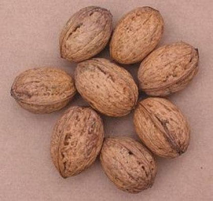  Walnoot (Juglans Regia 'Broadview')