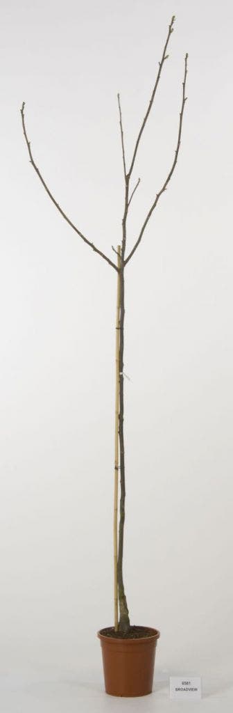  Walnoot (Juglans Regia 'Broadview')