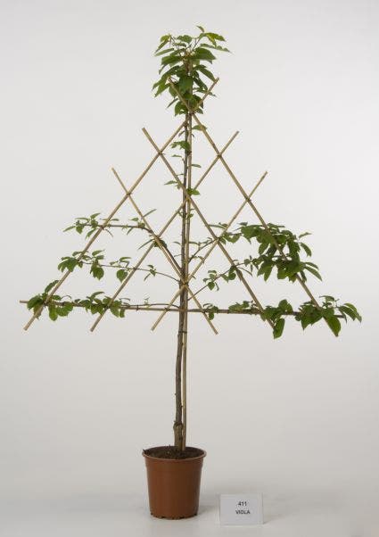  Lei-Kers (Prunus Avium 'Viola')