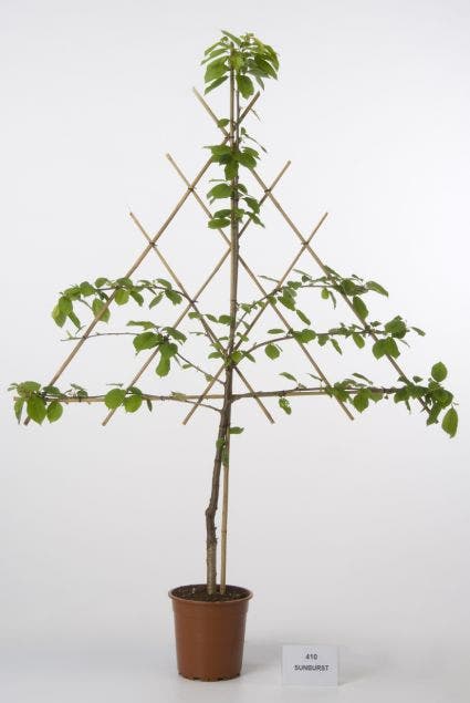  Lei-Kers (Prunus Avium 'Sunburst')