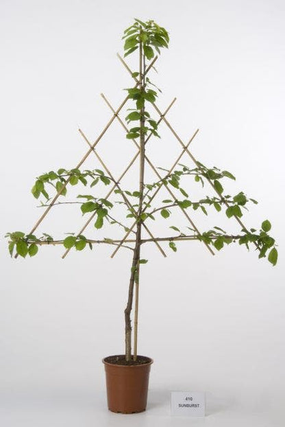  Lei-Kers (Prunus Avium 'Sunburst')