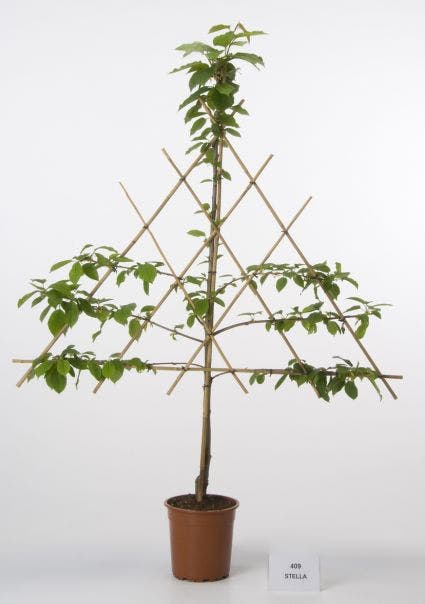  Lei-Kers (Prunus Avium 'Stella')