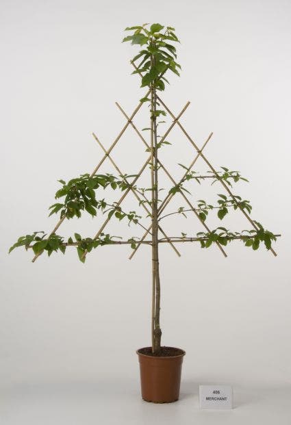  Lei-Kers (Prunus Avium 'Merchant')