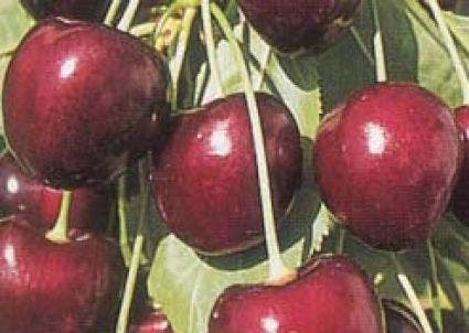  Lei-Kers (Prunus Avium 'Kordia')