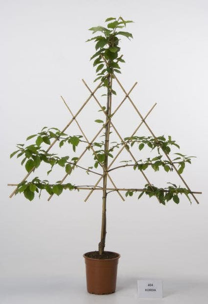  Lei-Kers (Prunus Avium 'Kordia')