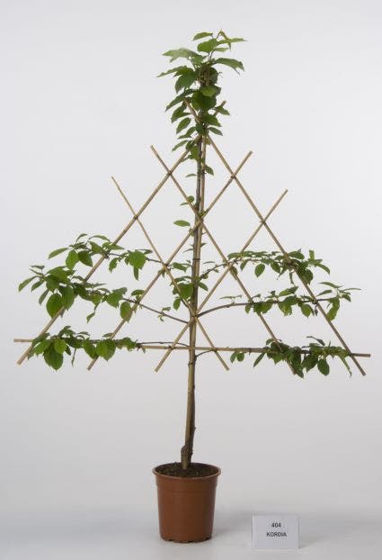  Lei-Kers (Prunus Avium 'Kordia')