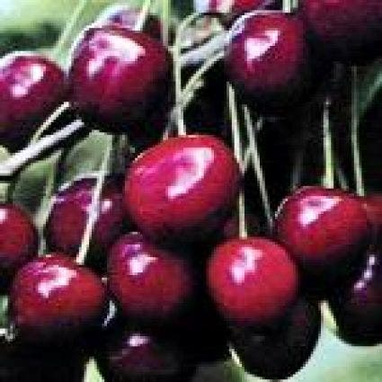  Lei-Kers (Prunus Avium 'Dubbele Meikers')