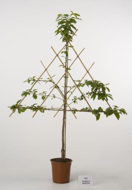  Lei-Kers (Prunus Avium 'Dubbele Meikers')