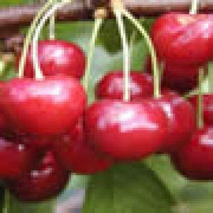  Lei-Kers (Prunus Avium 'Regina')