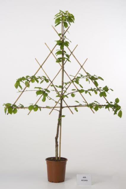  Lei-Kers (Prunus Avium 'Regina')