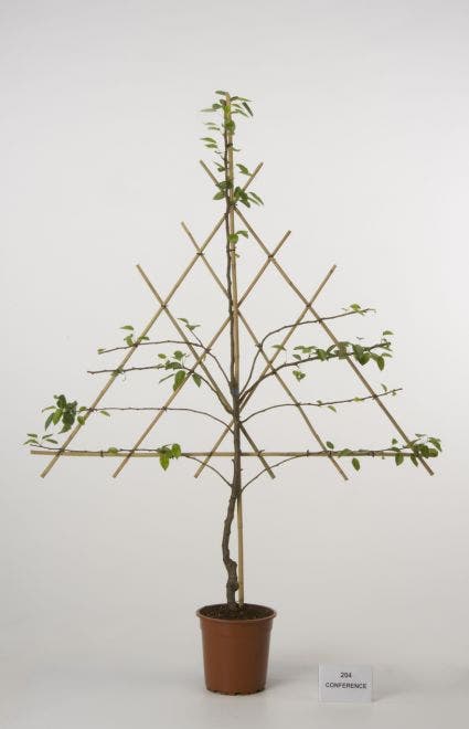  Lei-peer (Pyrus Communis 'Conference')