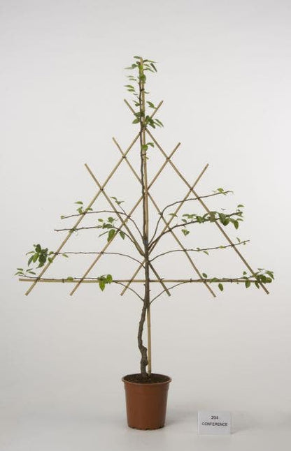  Lei-peer (Pyrus Communis 'Conference')