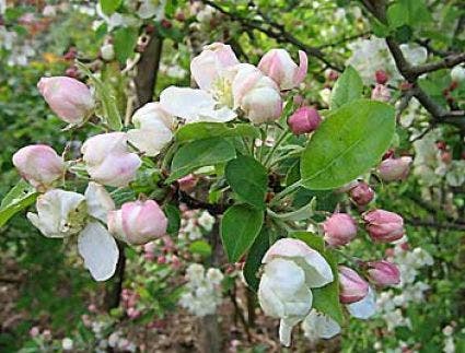  Sierappel (Malus 'Evereste')