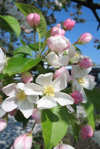  Sierappel Op Stam (Malus 'Red Sentinel')
