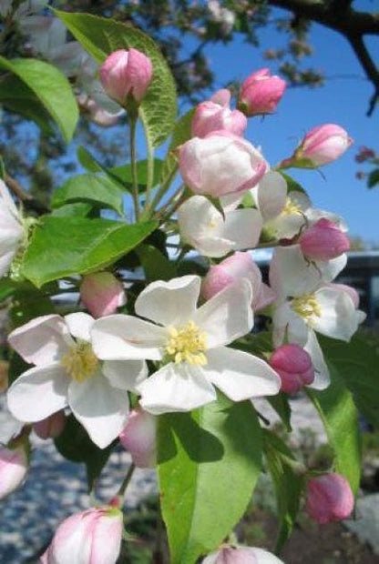  Sierappel Op Stam (Malus 'Red Sentinel')