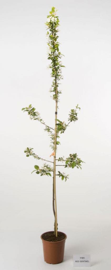  Sierappel Op Stam (Malus 'Red Sentinel')