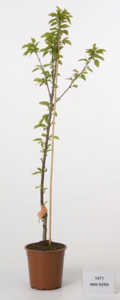  Dwerg Kers (Prunus Avium 'Mini')