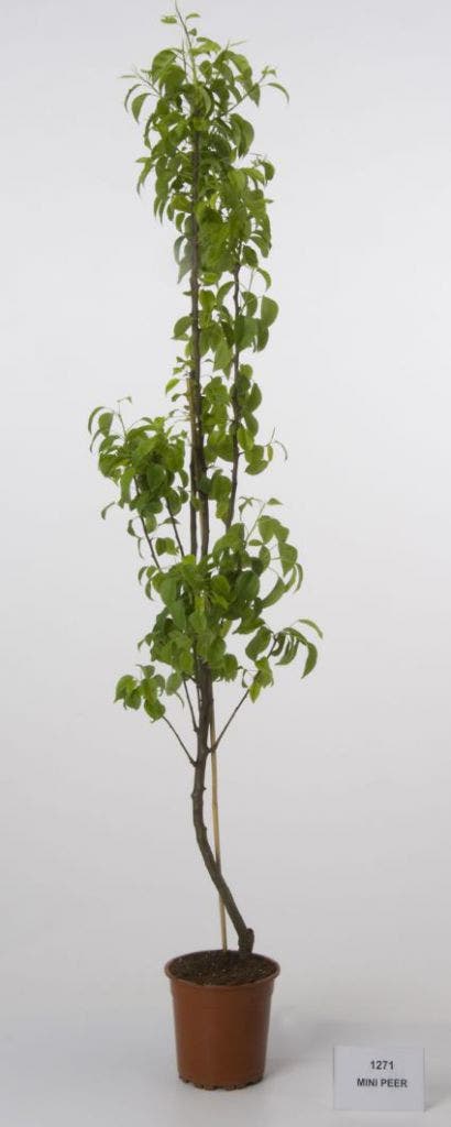  Dwerg Peer (Pyrus Communis 'Mini')