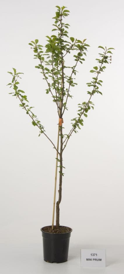  Dwerg Pruim (Prunus Domestica 'Mini')