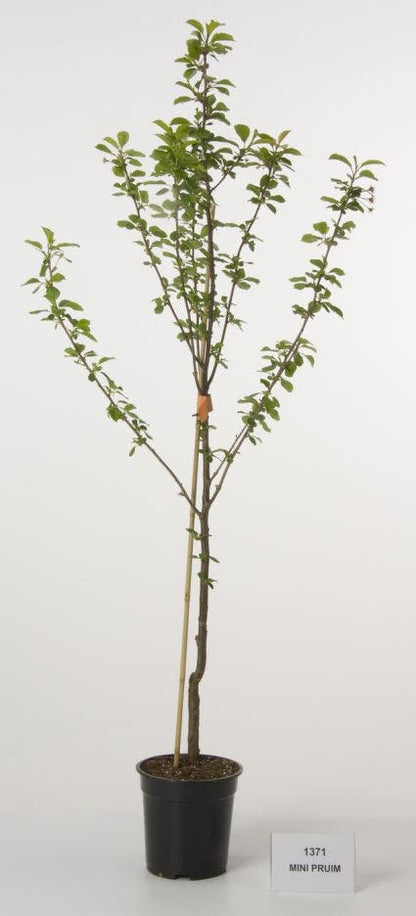  Dwerg Pruim (Prunus Domestica 'Mini')