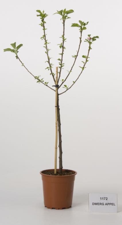  Dwerg-appel (Malus Domestica (dwergappel))